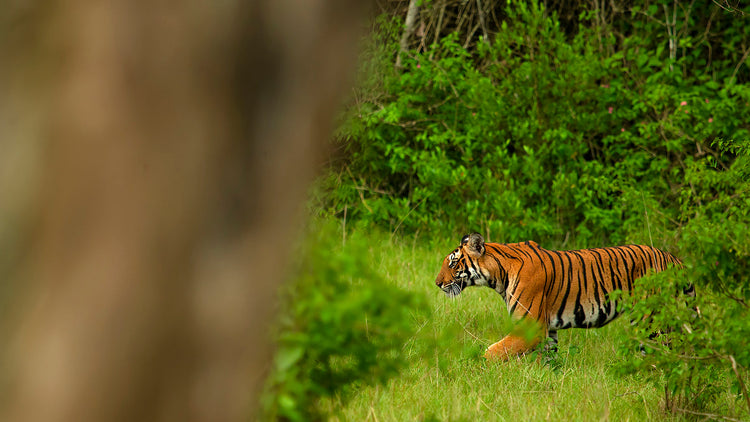 India Trails