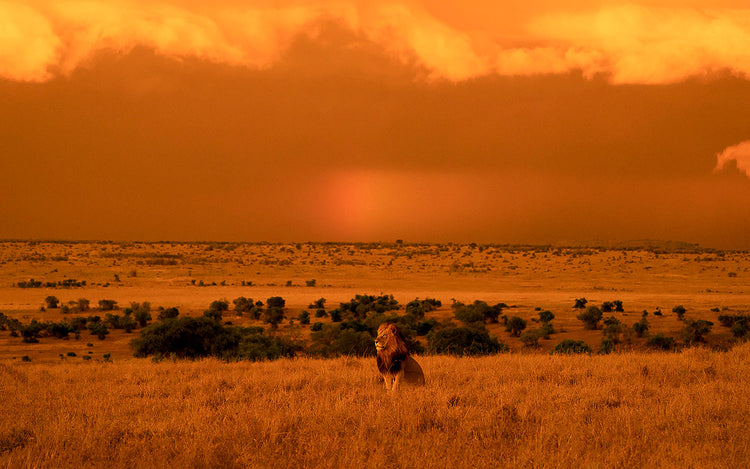 Africa Trails