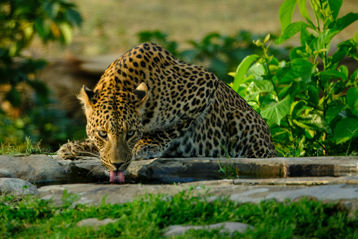 Leopards in their lair