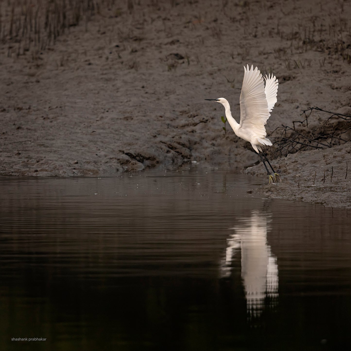 Simply Sundarban