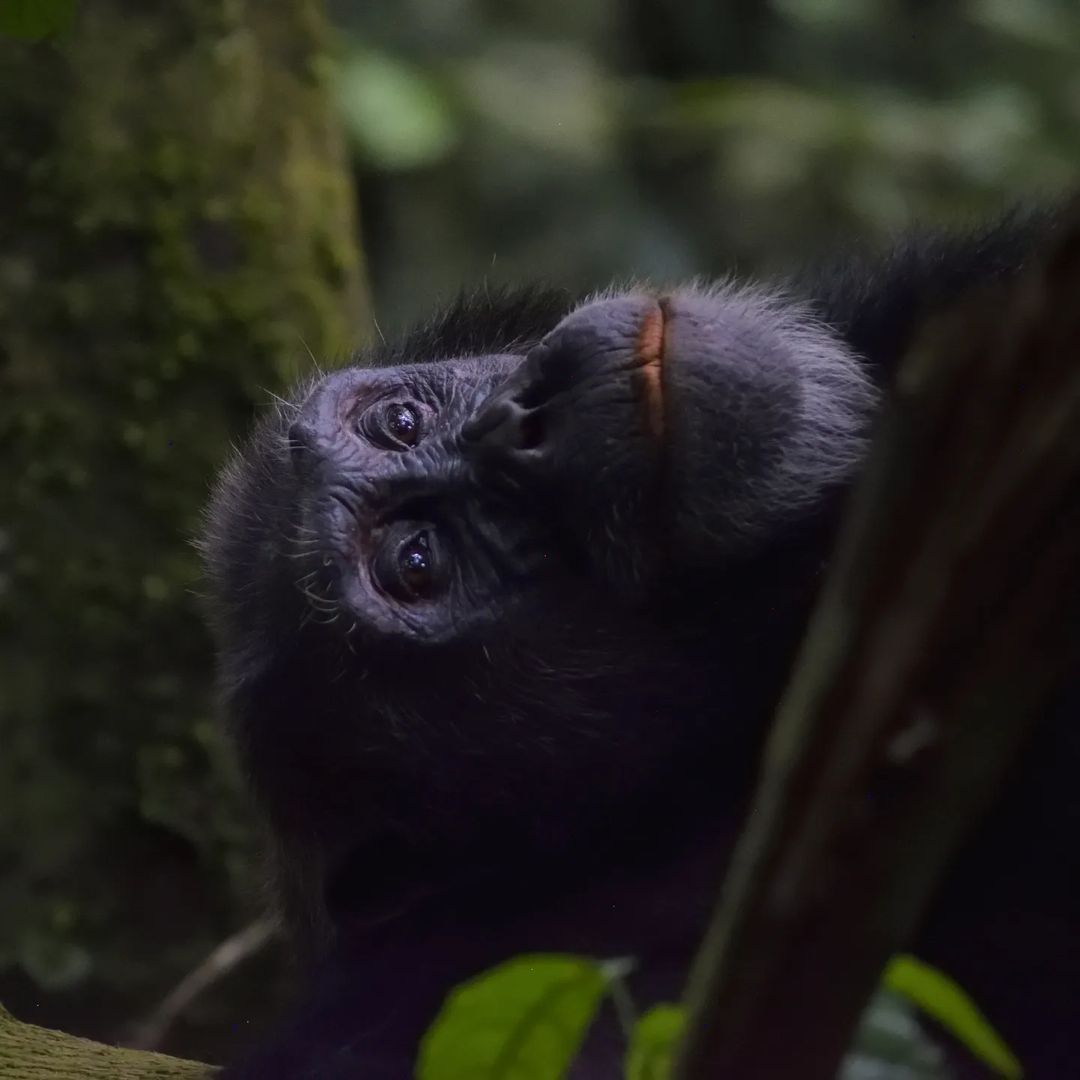 Primate Paradise Uganda