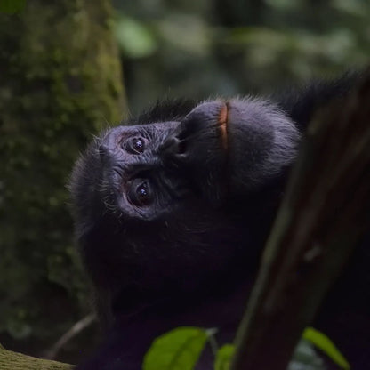 Primate Paradise Uganda