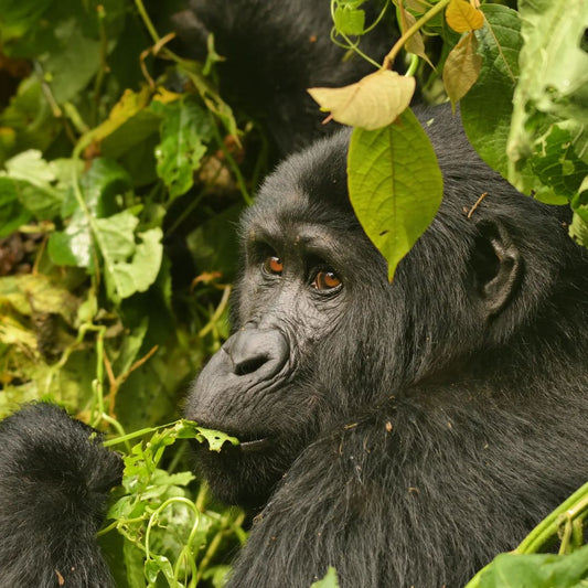 Primate Paradise Uganda