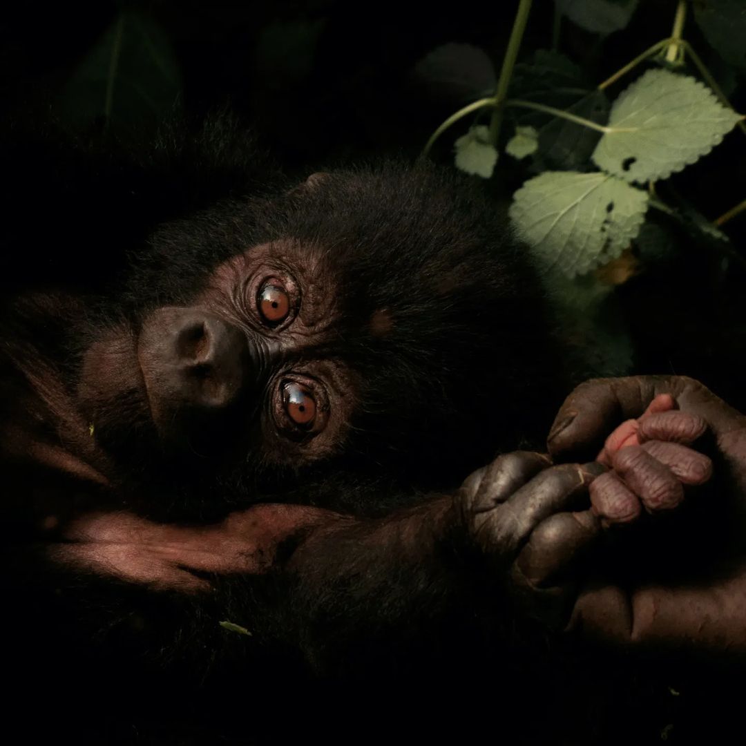 Primate Paradise Uganda