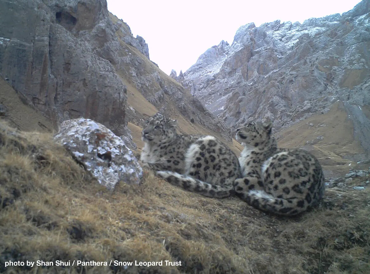 Grey Ghosts of Qinghai