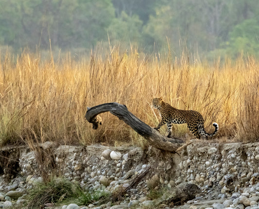 Leopards in their lair