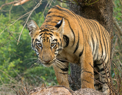 Tiger Tales Tadoba