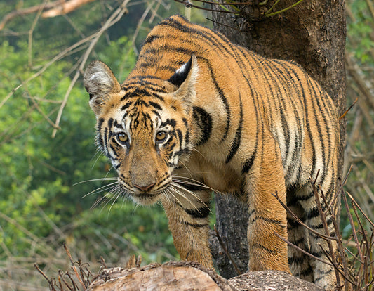 Tiger Tales Tadoba