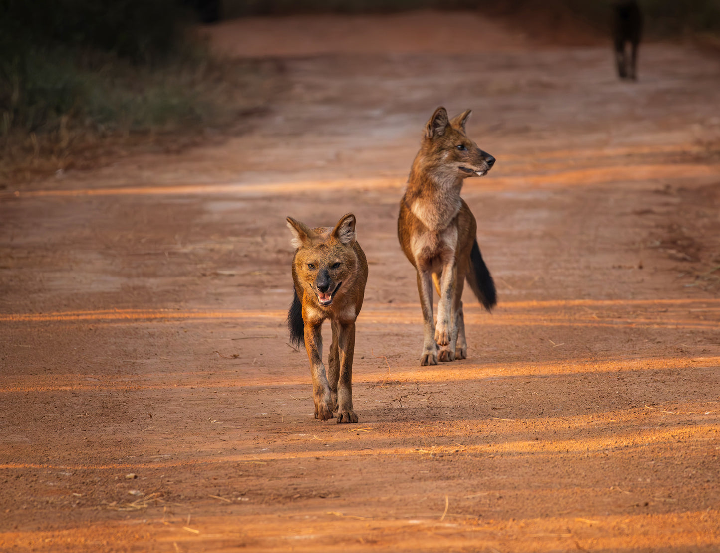 Tiger Tales Tadoba