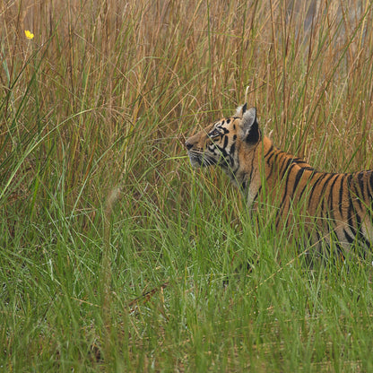 Tiger Tales Tadoba