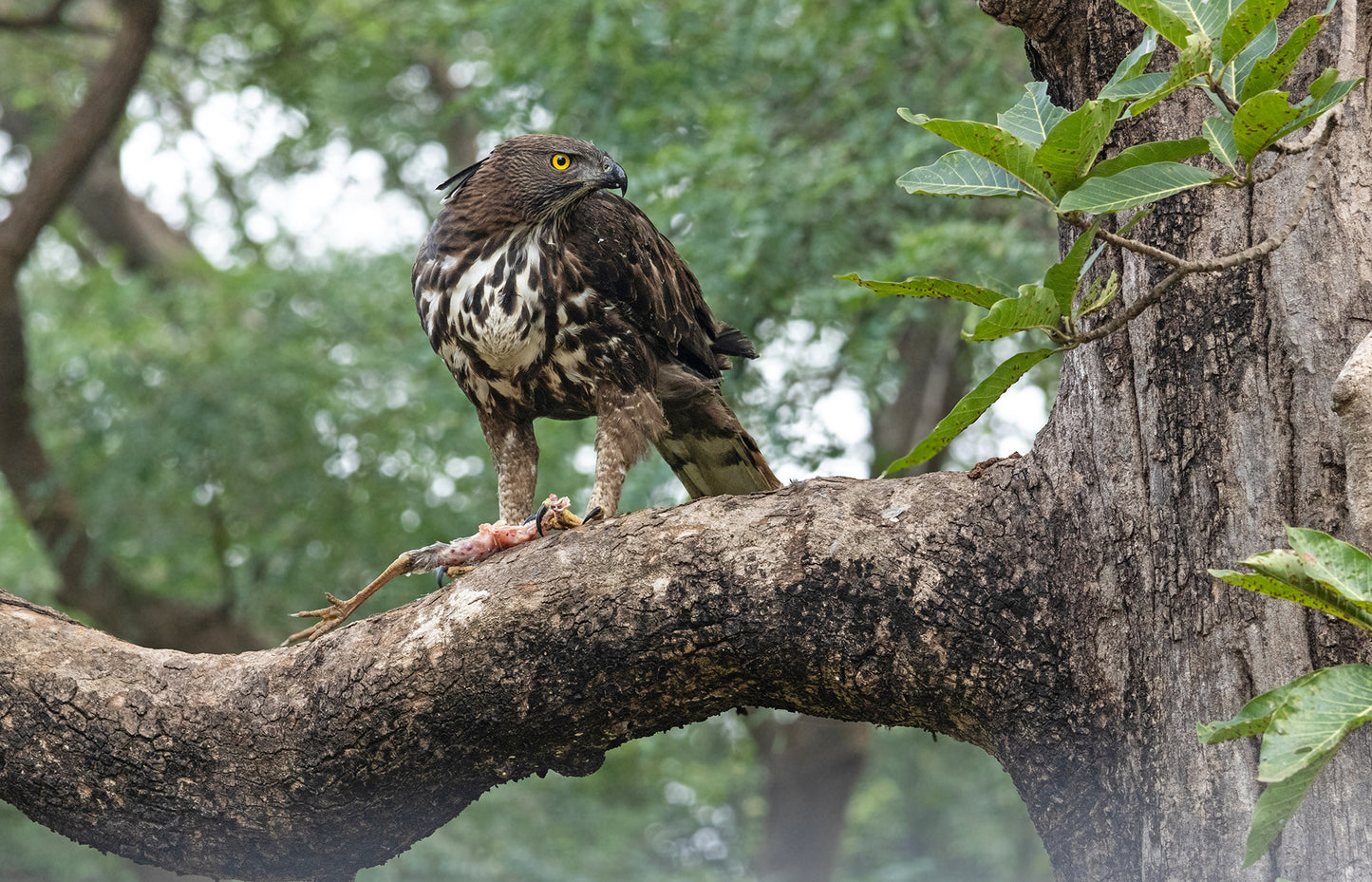 Tiger Tales Tadoba