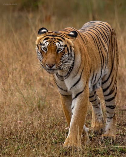 Tiger Tales Tadoba