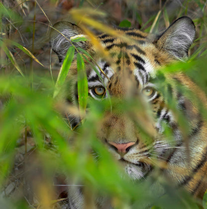 Tiger Tales Tadoba