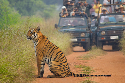 Tiger Tales Tadoba