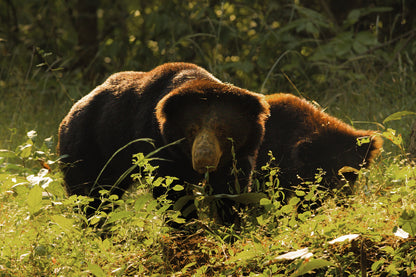 Tiger Tales Tadoba
