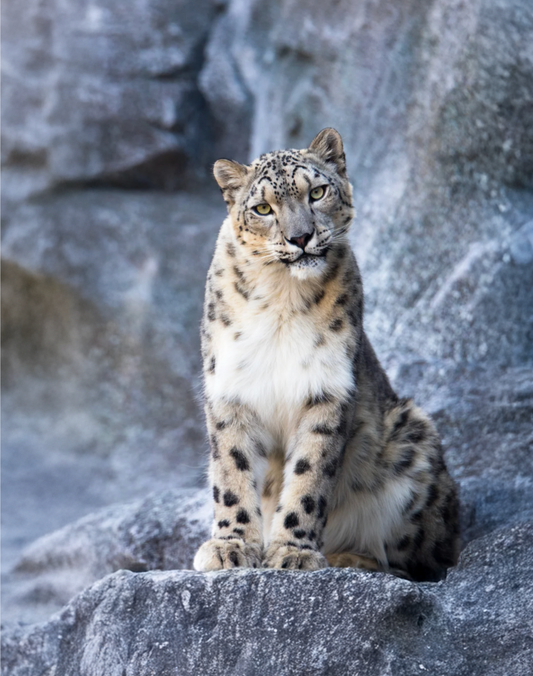 Grey Ghosts of Qinghai