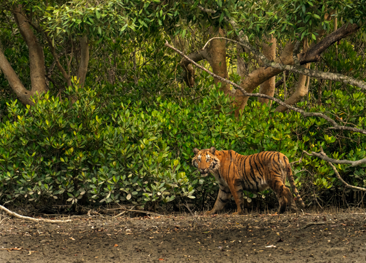 Simply Sundarban