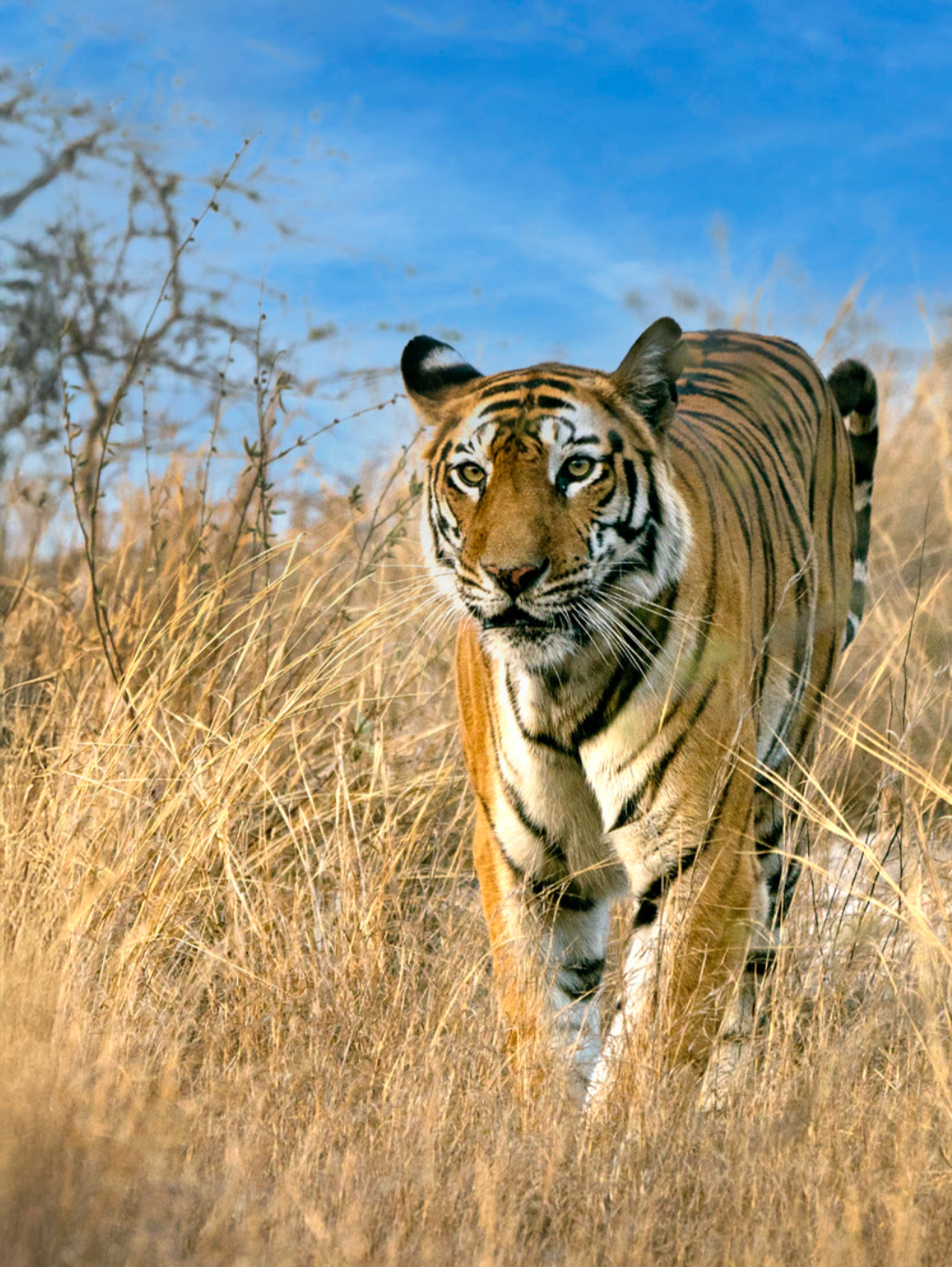 Bandhavgarh Odyssey