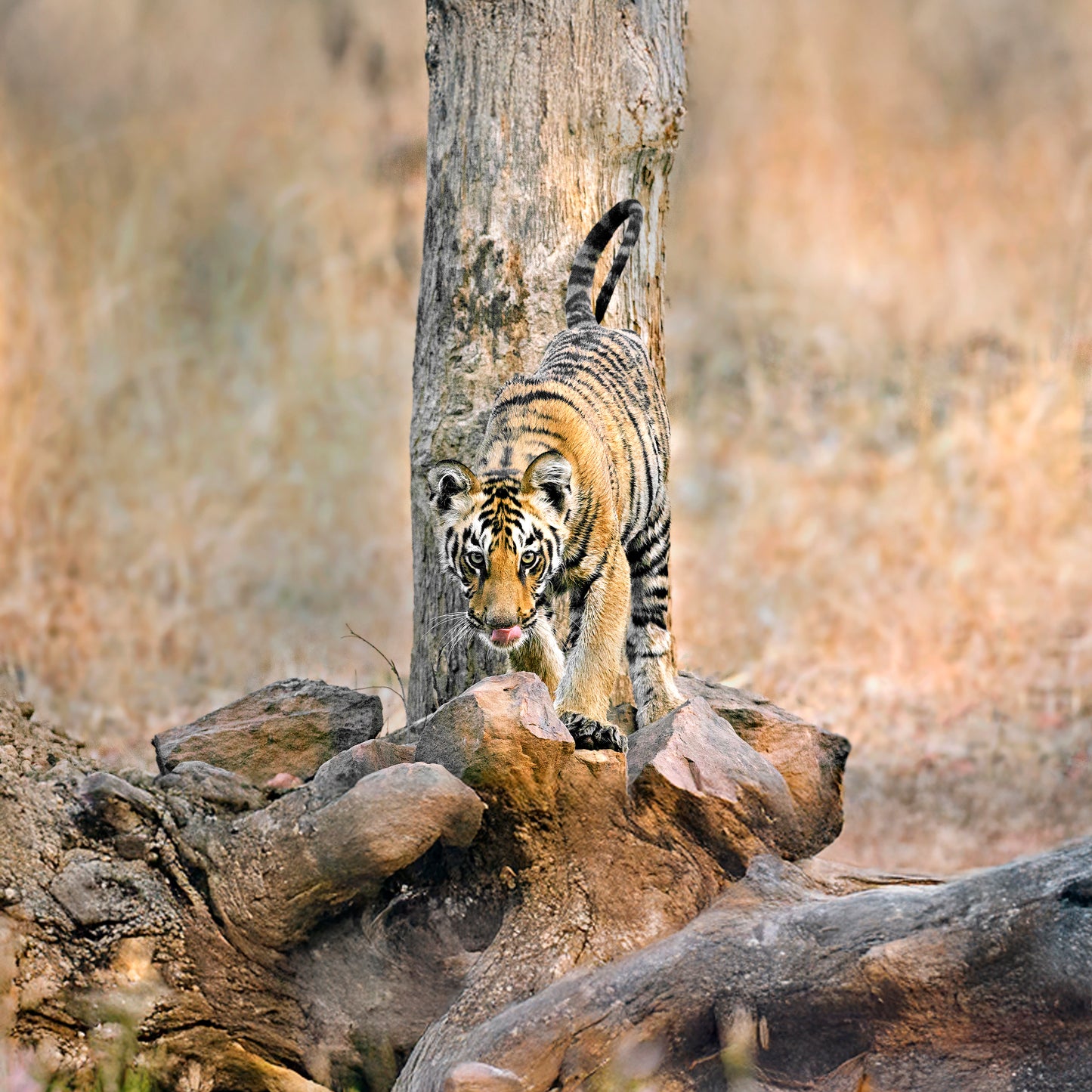 Tiger Tales Tadoba